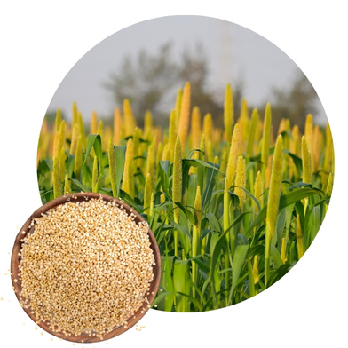 Fodder Bajra Seeds