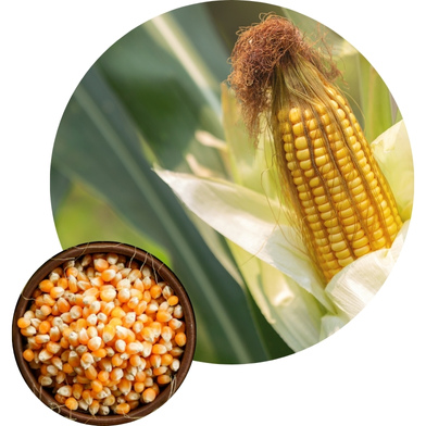 High-Yield Maize Seeds