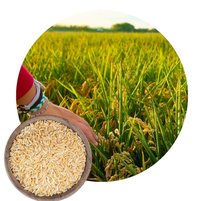 Top-Quality Paddy Seeds