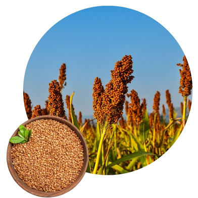 Sorghum Sudan Grass