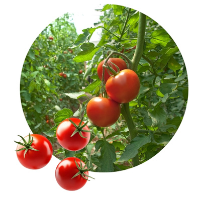 Tomato